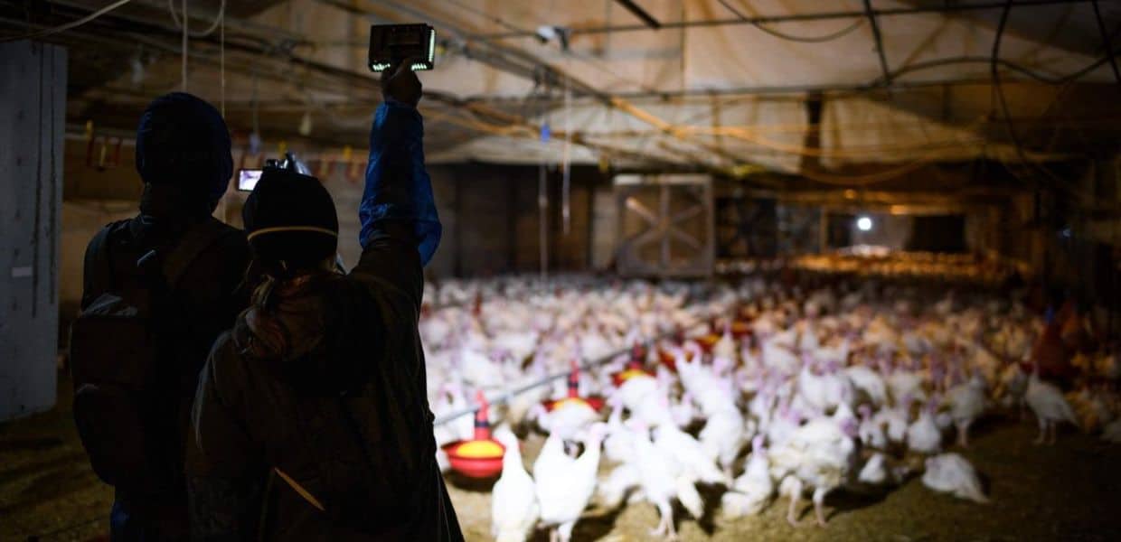 condannato allevamento polli