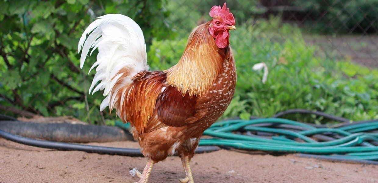 Garibaldi è vivo. Ecco dove si trova il gallo più famoso d'Italia