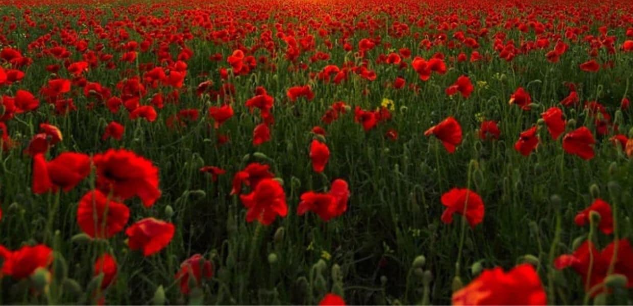 inquinamento traffico fiori selvatici