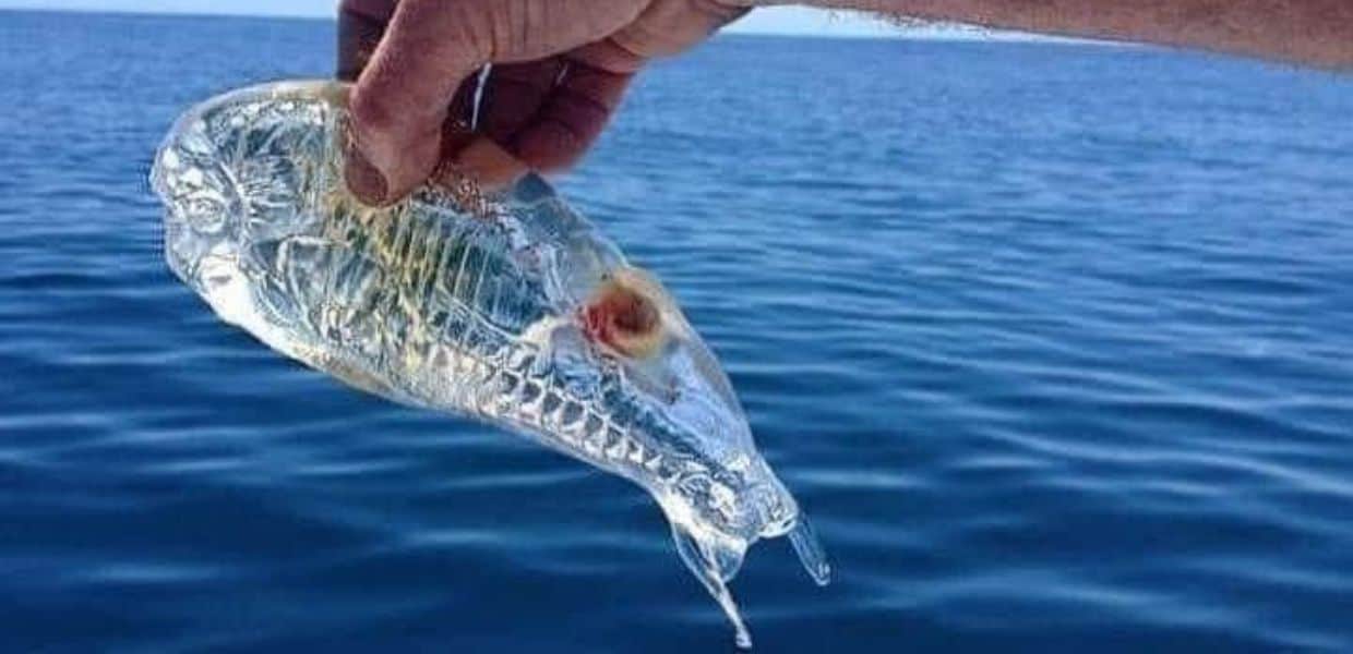 Anche nel Mediterraneo arriva la Salpa Fusiformis, animale amico dell'ambiente