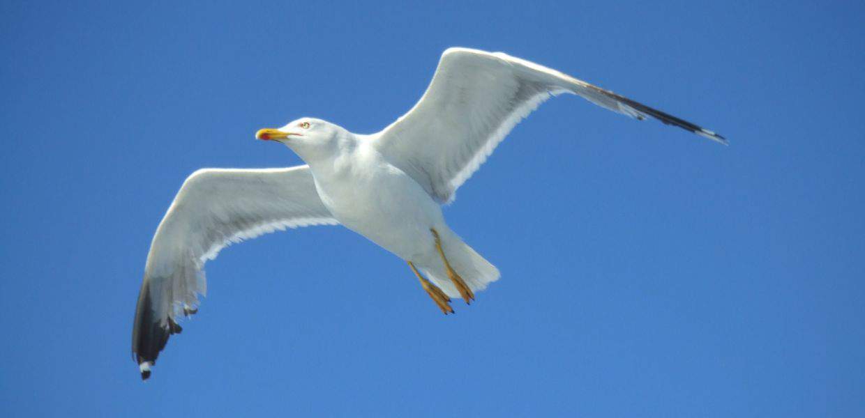 napoli cane rapito gabbiano