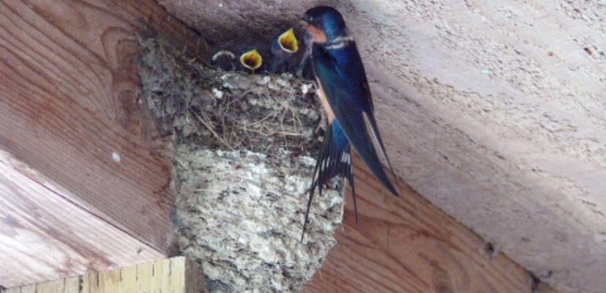 nidi rondine distrutti