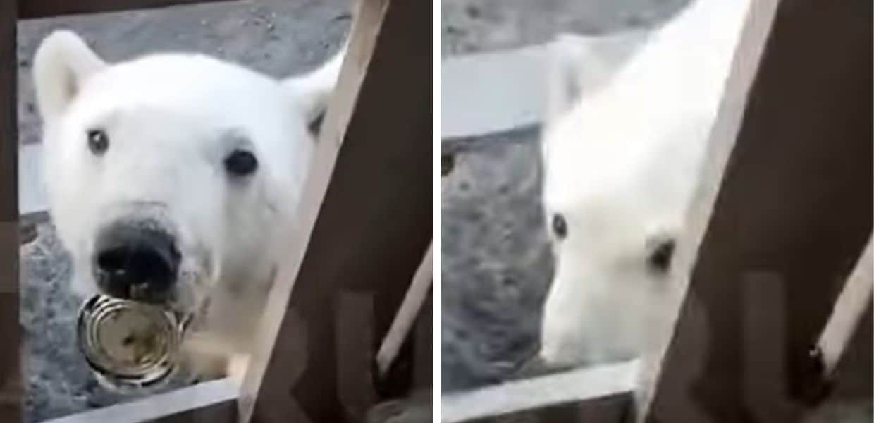 orso polare lingua incastrata barattolo video