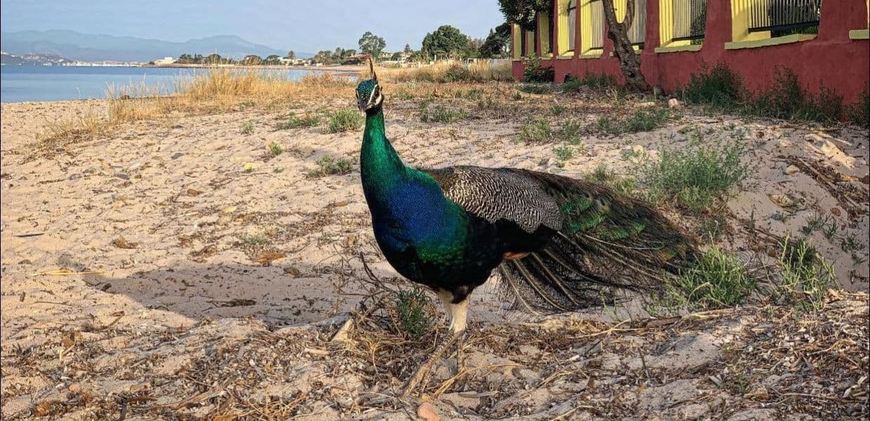 Sardegna, anche i pavoni si rilassano in spiaggia