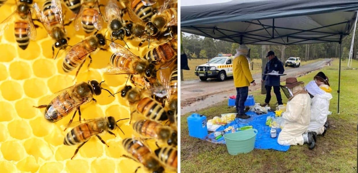 strage di api in australia