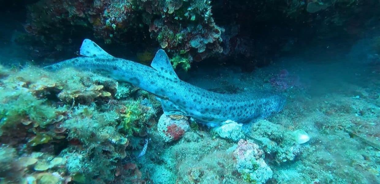 Squali morti nei fondali dell'Isola d'Elba. Legambiente: "Avvertimento dei pescatori"