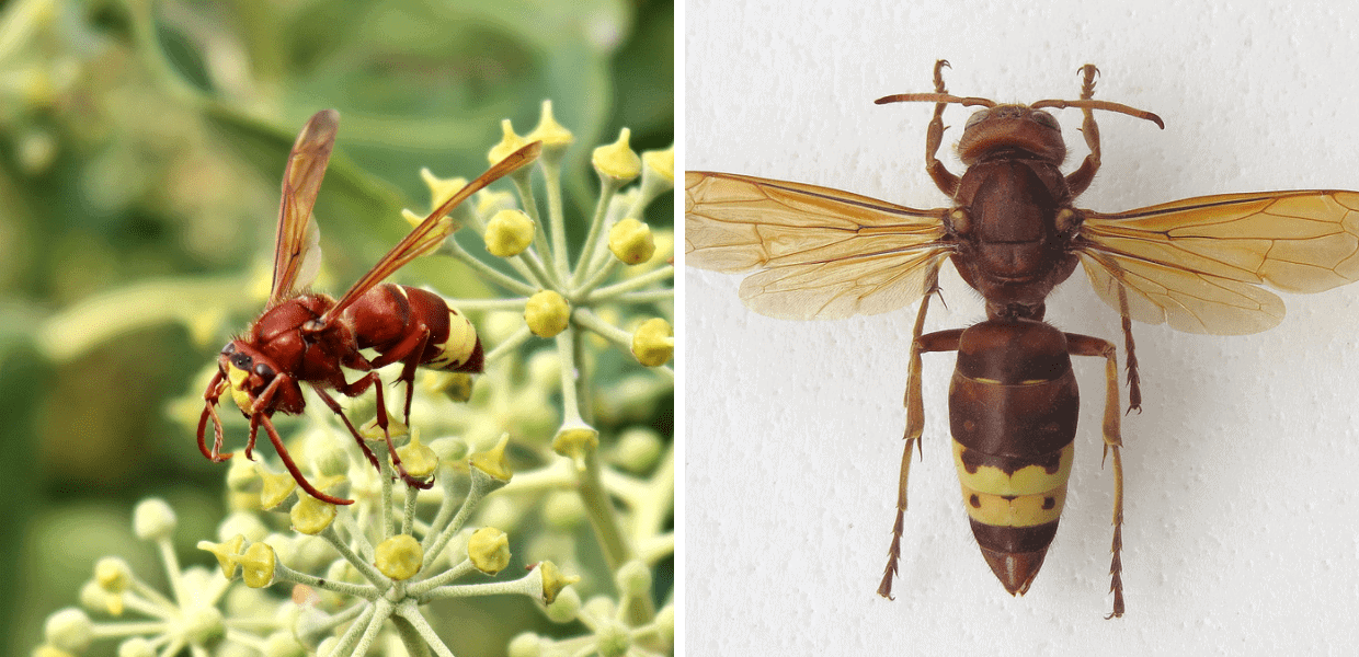 vespe orientali rifiuti roma animali