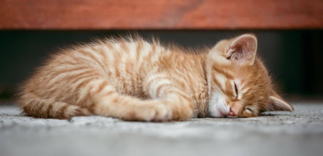 Torturano un gatto e mettono il video sui social: denunciati tre ragazzi