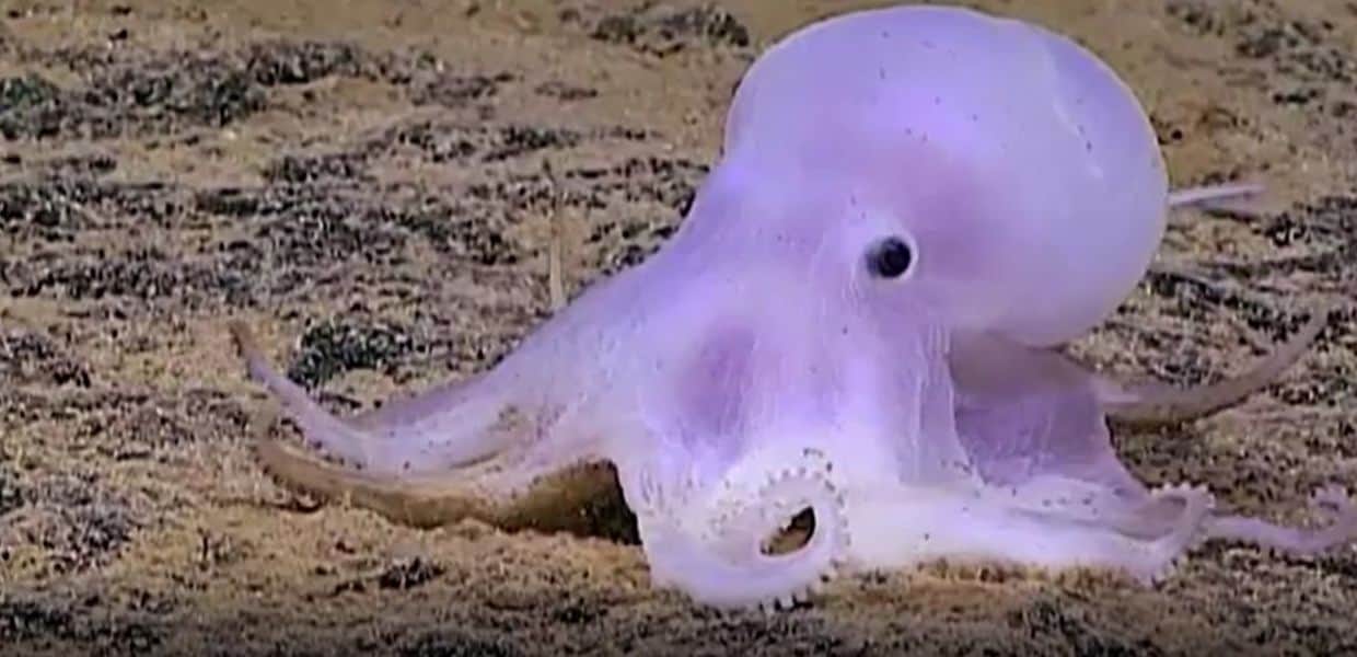 casper polpo bianco degli abissi