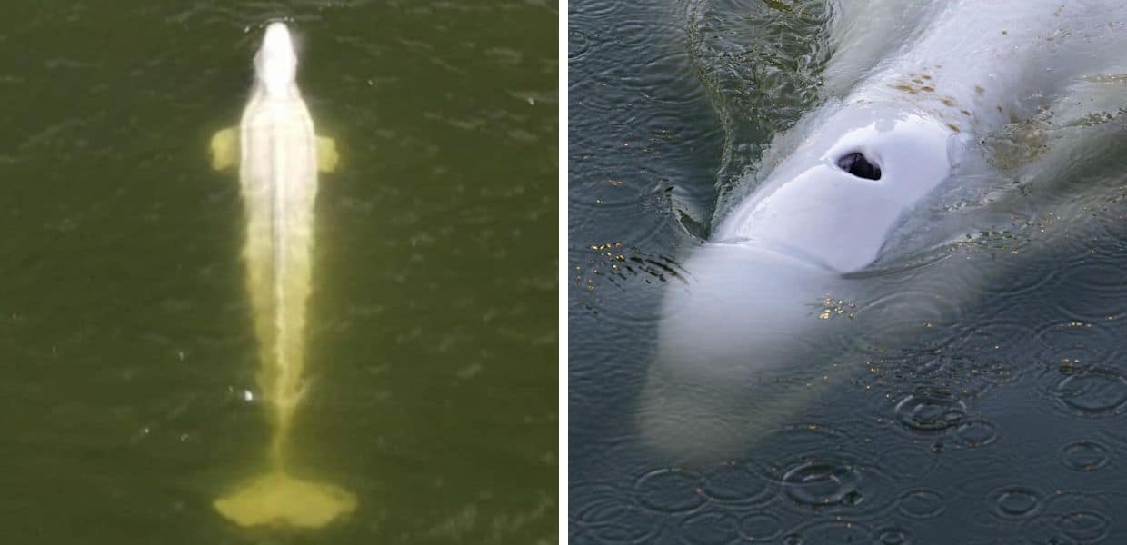 Balena nella Senna, corsa contro il tempo per salvarla. Il video