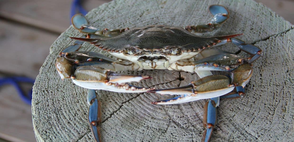 Granchi blu in Italia, ecco l'unico modo per fermare l'invasione