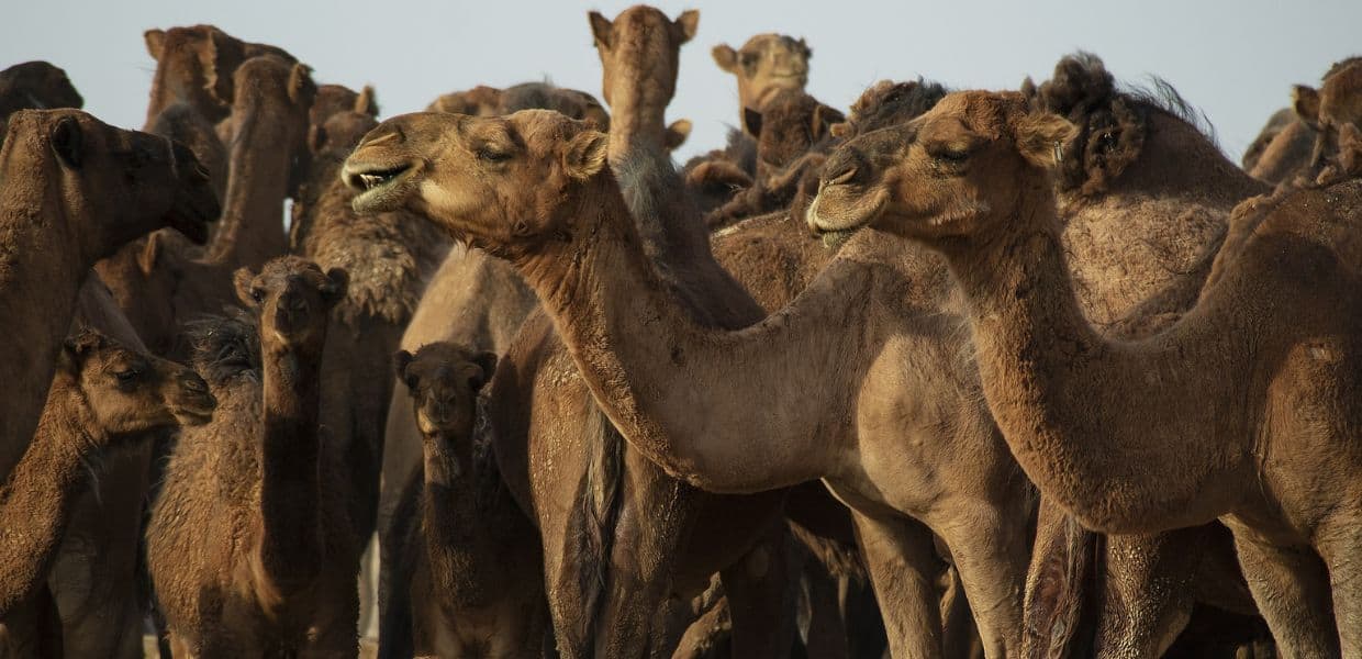 latte di cammello contro i cambiamenti climatici