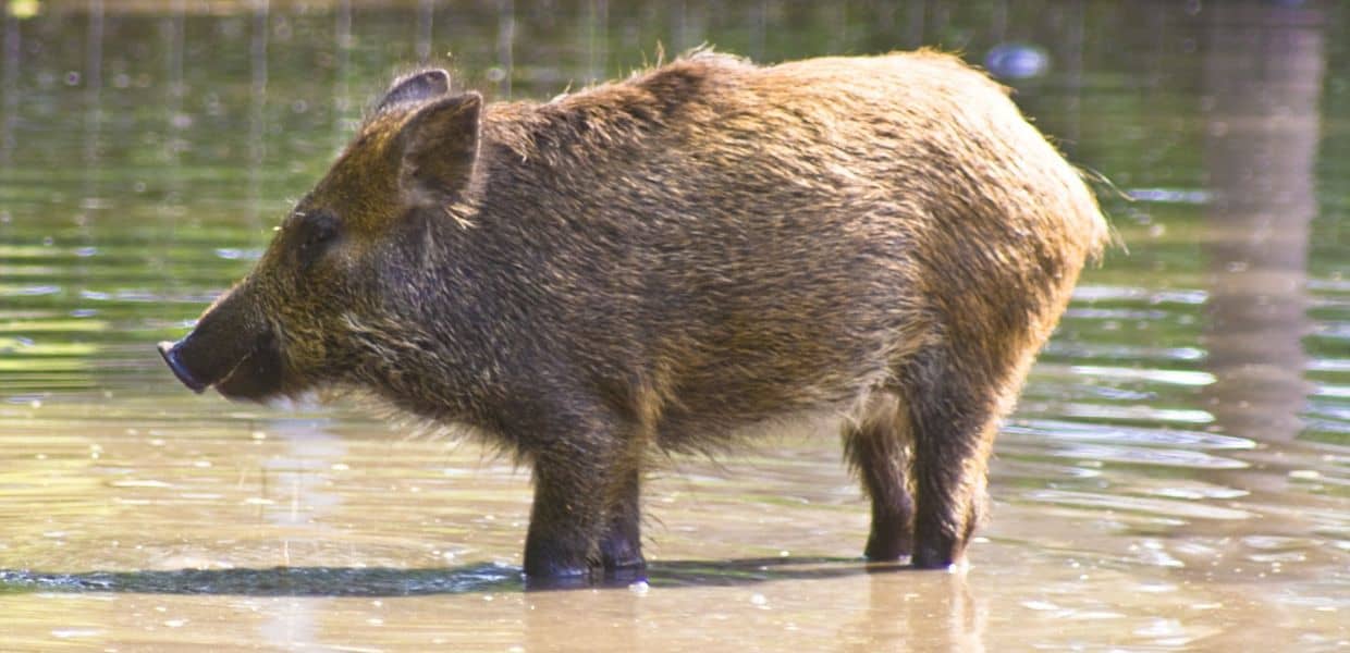 Un cinghiale nuota nei Navigli: "Ormai Milano come Roma"