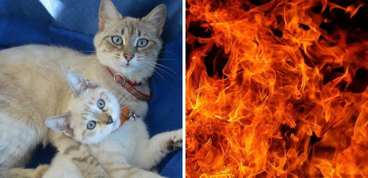 Una famiglia di gatti bruciata viva in una scuola: è caccia ai responsabili