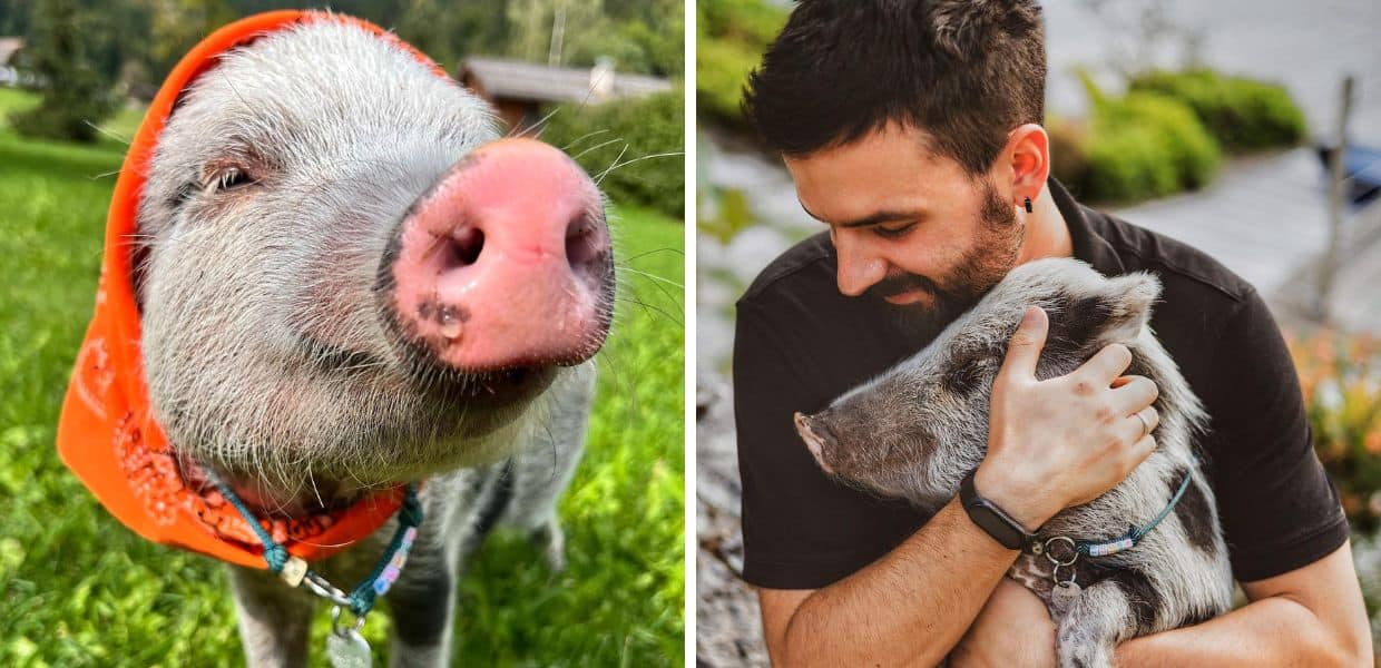 Ecco Pumba, il maialino-influencer più seguito sui social