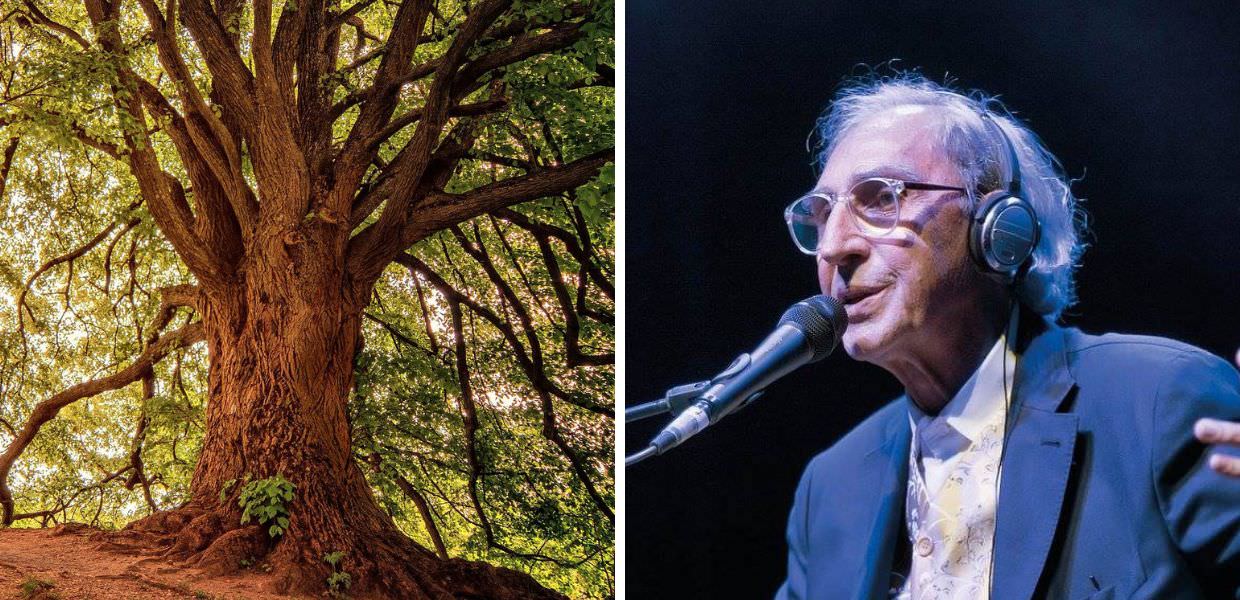 40 anni fa Franco Battiato annullò un concerto in Sardegna per salvare un bosco secolare
