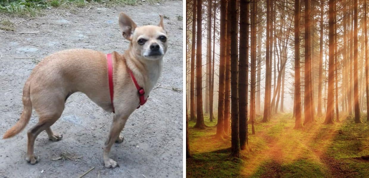 Ritrovano il loro cane senza vita legato a un ramo: "Vogliamo giustizia"