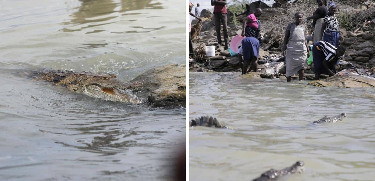 Kenya, i coccodrilli invadono il villaggio dopo l'espansione del lago per i cambiamenti climatici