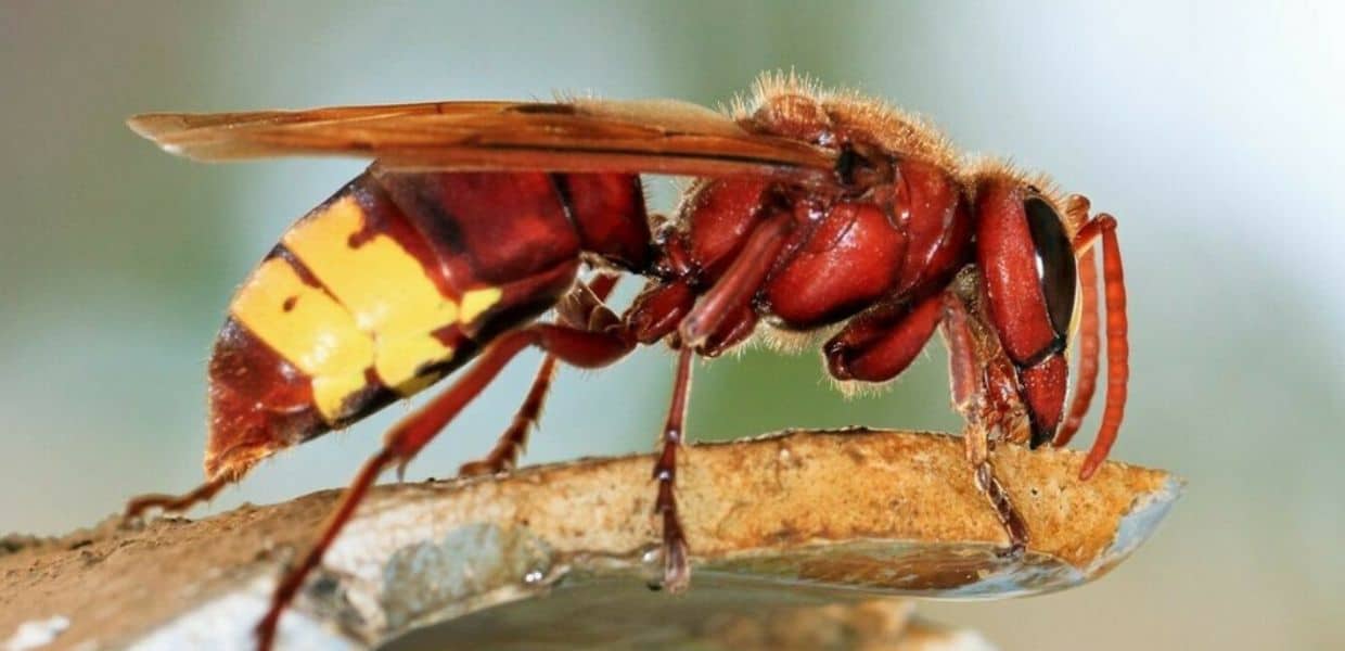 Vespe orientalis, gli insetti alieni invadono anche l'Italia a causa dei cambiamenti climatici