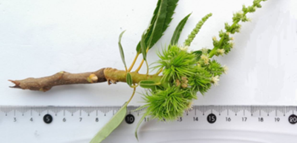 Lombardia, piante di castagno ancora in fiore a settembre a causa del clima impazzito