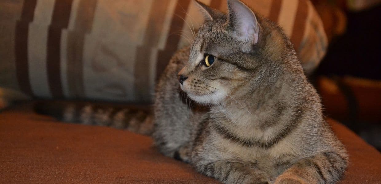 Arriva l'App per parlare con i propri gatti. Ecco come funziona