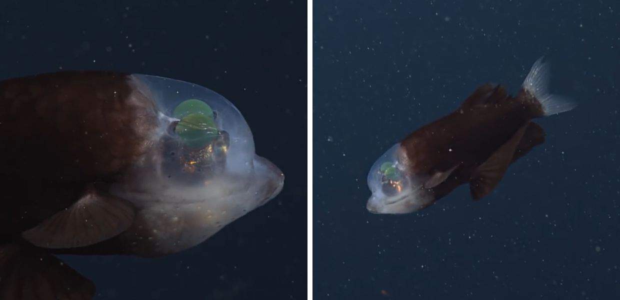California, scoperto nell'Oceano un raro pesce con la testa trasparente. Il video