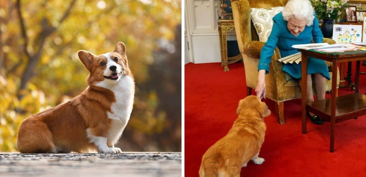 Inghilterra, dopo la morte della Regina Elisabetta aumenta il prezzo dei cani Corgi