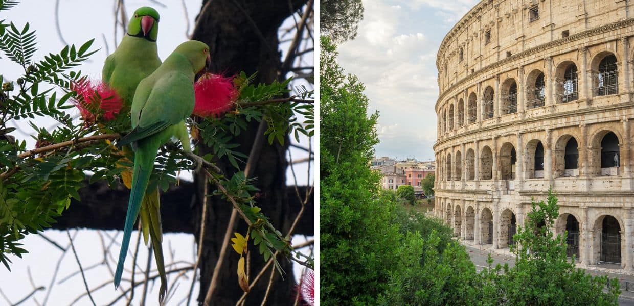 Roma, ecco perché i pappagalli hanno conquistato la Città Eterna. Il video