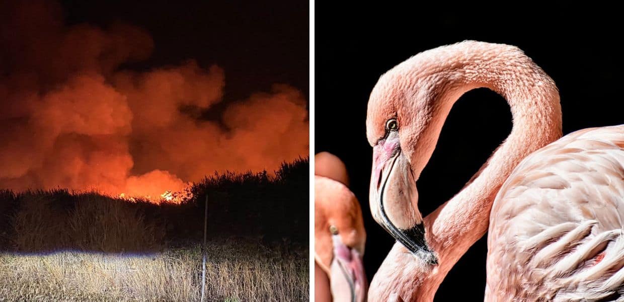 Sardegna, incendio vicino al Parco dei fenicotteri, simbolo dell'Isola