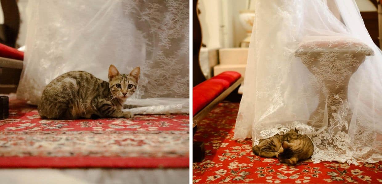 Cefalù, un gatto "benedice" il matrimonio nel ricordo del papà dello sposo