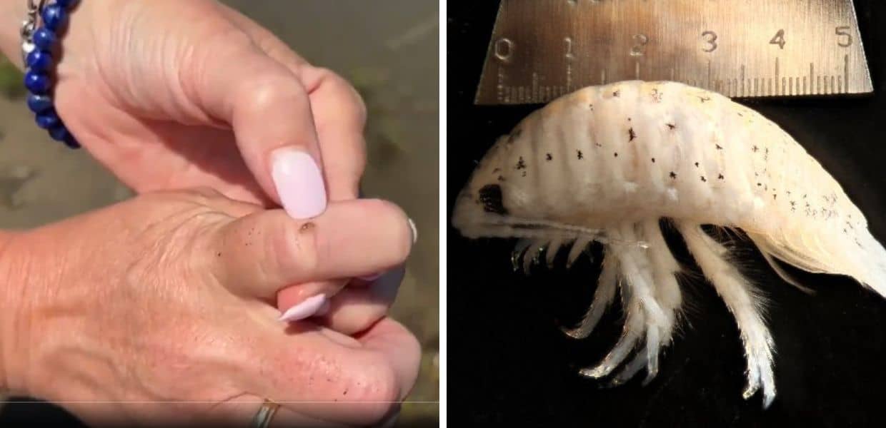 Minuscoli "vampiri" acquatici invadono le spiagge a caccia di sangue umano