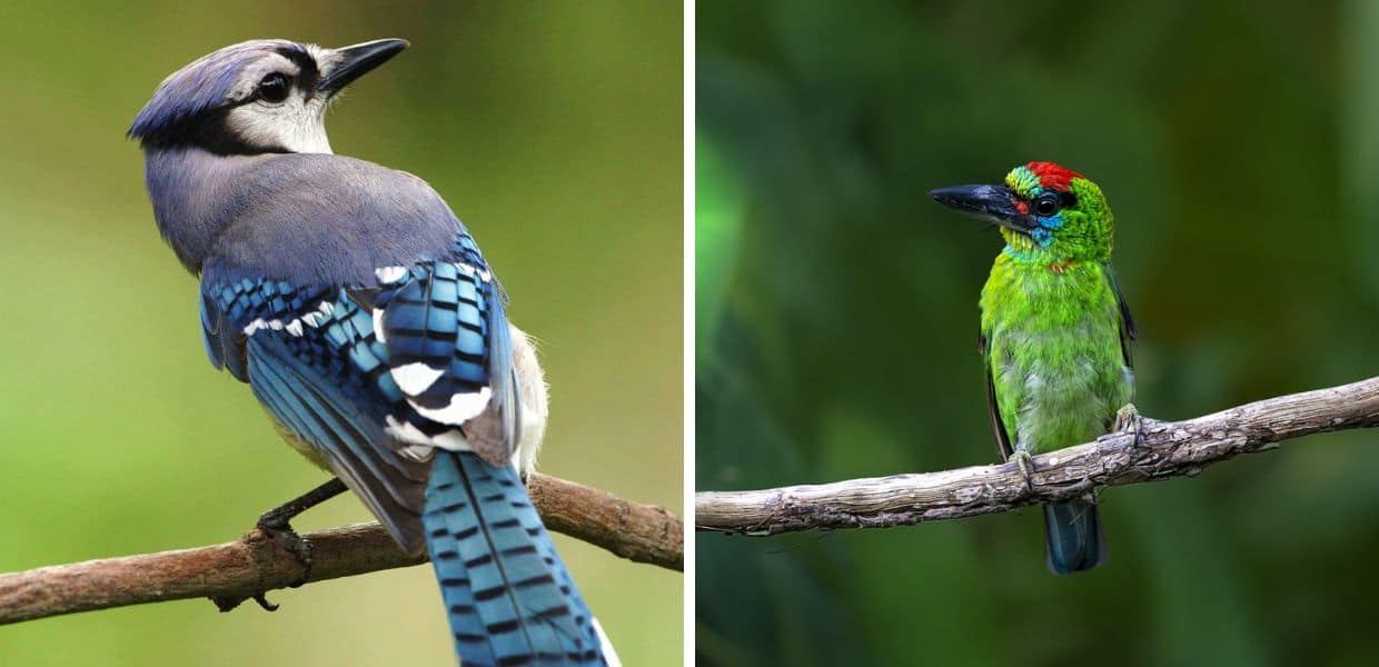 L'allarme degli scienziati: "Gli uccelli più colorati sono i più a rischio bracconaggio". Il video
