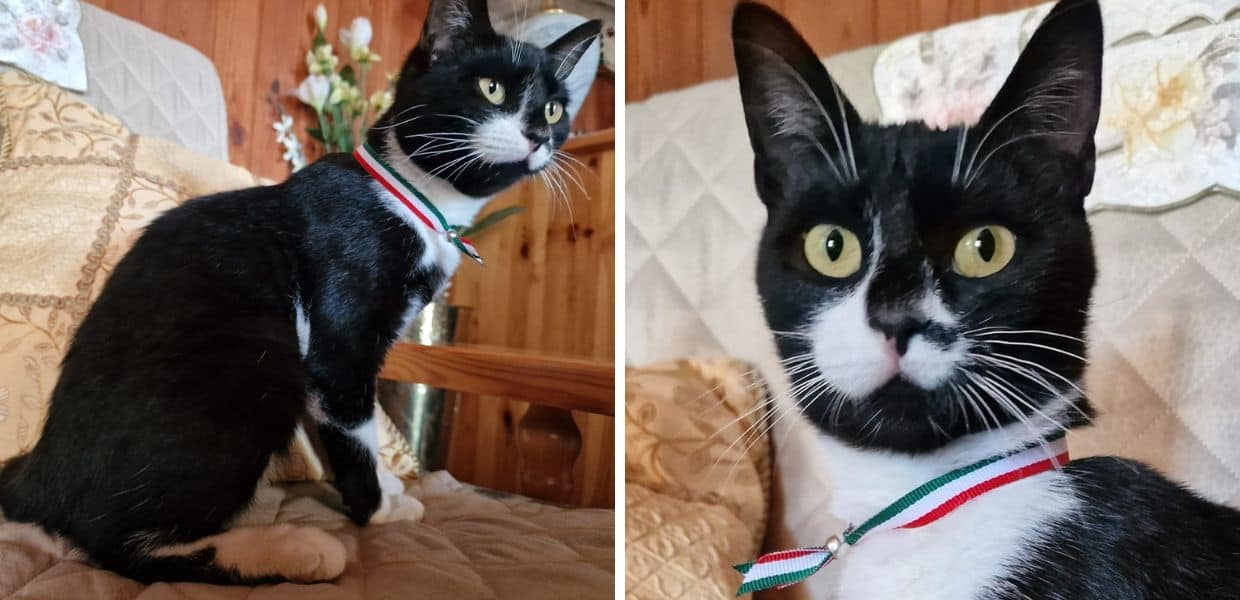 Abruzzo, a Civita D'Antino arriva il primo gatto "Sindaco"