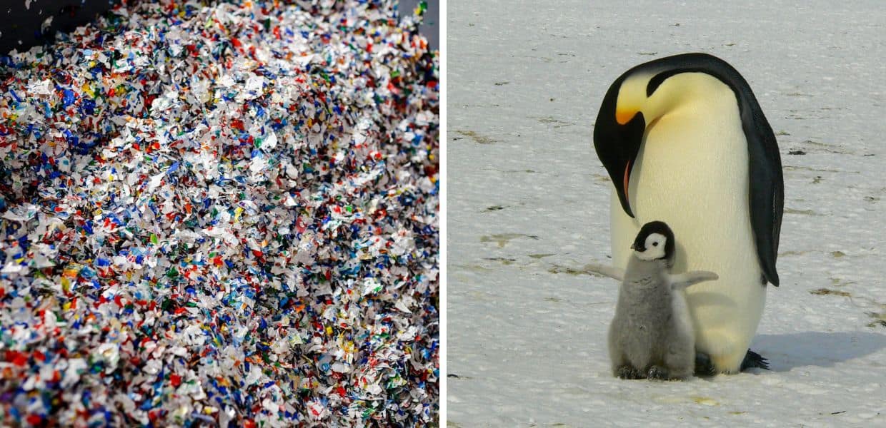 Antartide, i pinguini imperatore salvi (per ora) dalle microplastiche. Il video