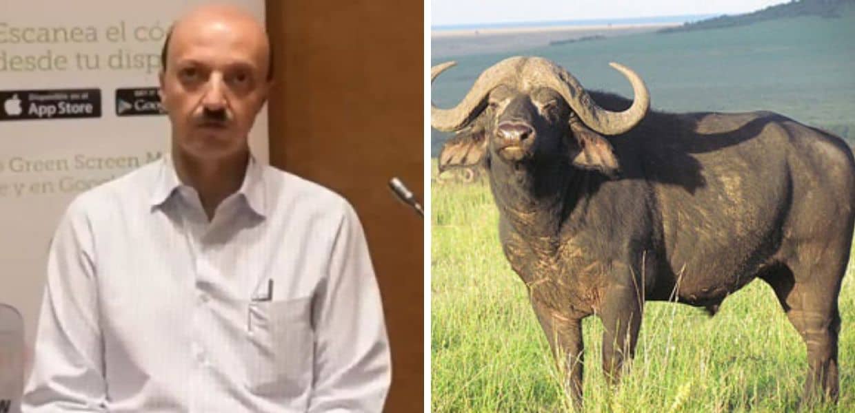 bufalo uccide presidente federcaccia