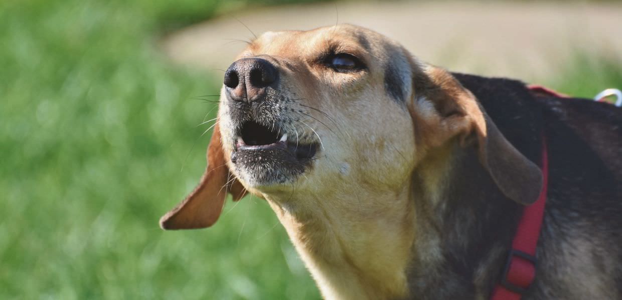 Animali e diritto, il cane che abbaia sempre è stalking? Il video