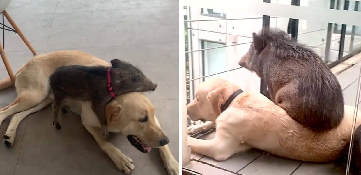 Cane e cinghiale: amici o nemici? La risposta arriva dai social