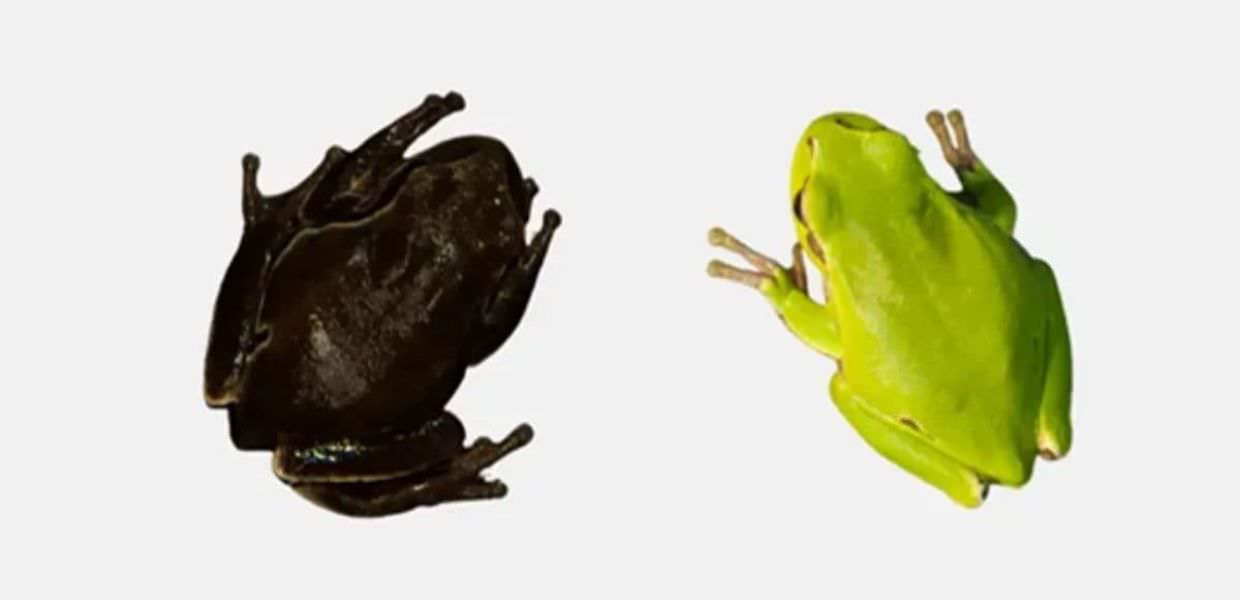 A Chernobyl spuntano le rane nere: ecco perché hanno questo colore