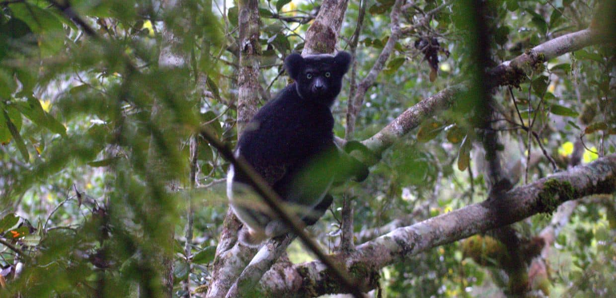 Animali, oggi è la Giornata mondiale dei lemuri
