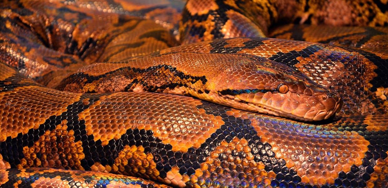 Indonesia, un pitone di sette metri ingoia una donna