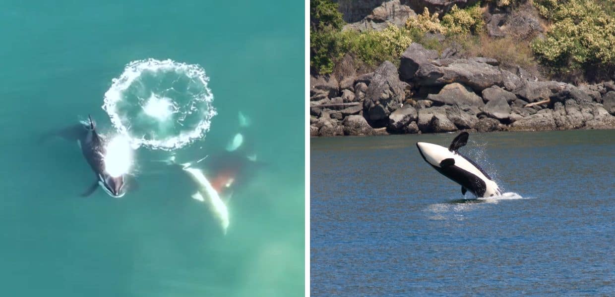 Sudafrica, cinque orche assassine sbranano uno squalo bianco. Il video