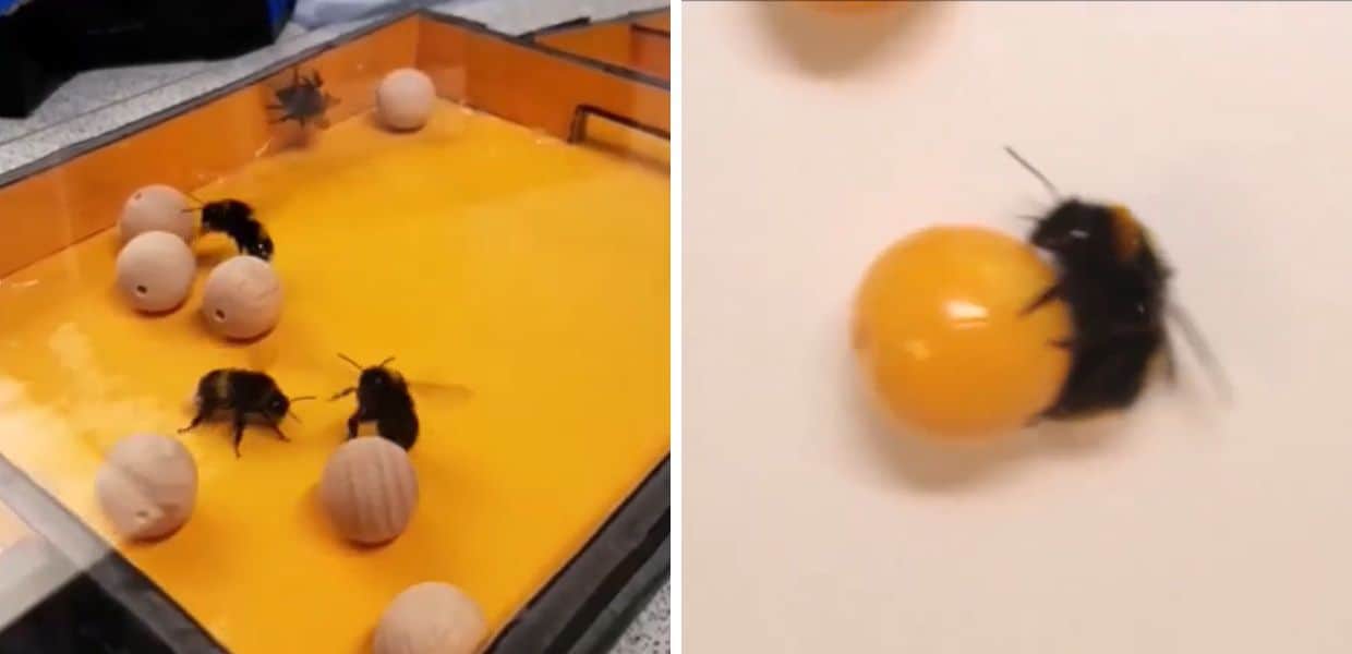 Animali, anche gli insetti amano giocare a palla. Il video