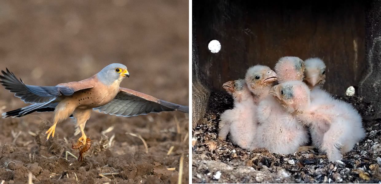 Ecco "Life Falkon", il progetto per tutelare il raro Falco Grillaio