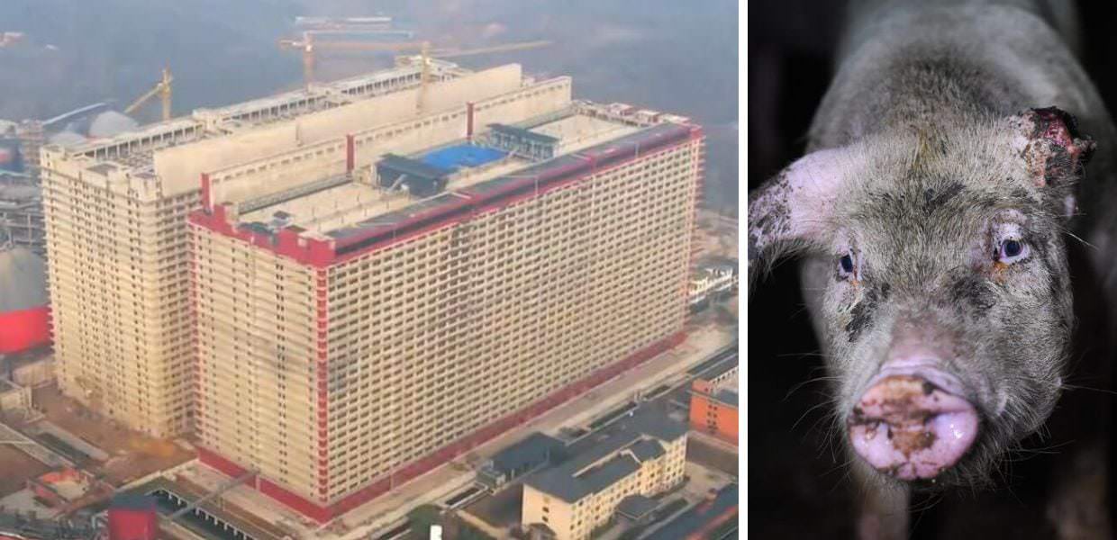 Cina, aperti allevamenti intensivi in grattacieli di 26 piani