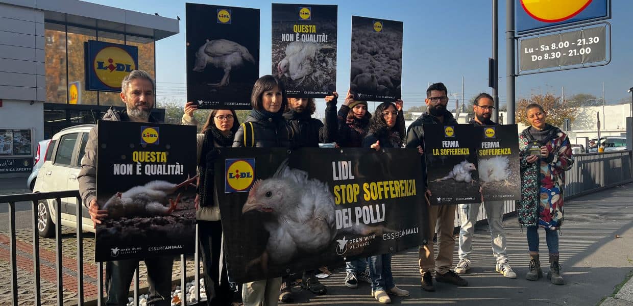Lidl, la protesta di Essere Animali contro lo sfruttamento dei polli