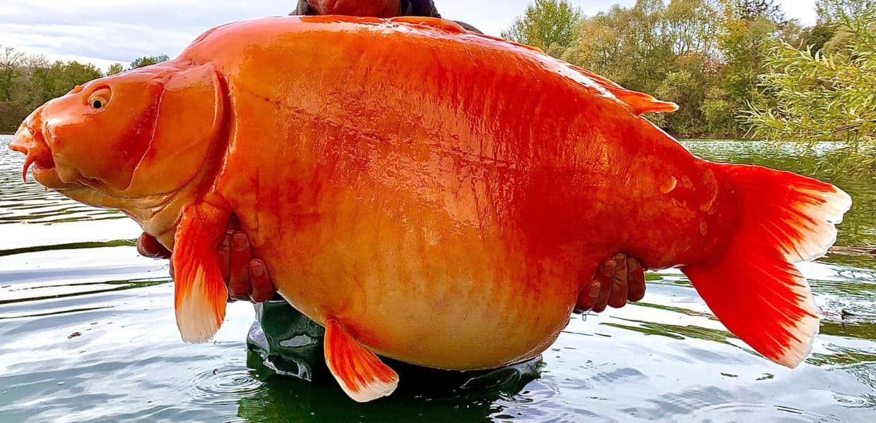 Catturato "The Carrot", il pesce rosso più grande del mondo