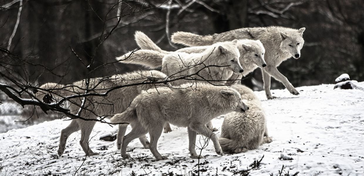 Marche, circondata da un branco di lupi: donna in ospedale