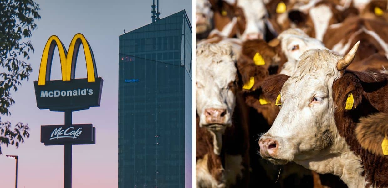 McDonald's, polemica per la carne piena di antibiotici