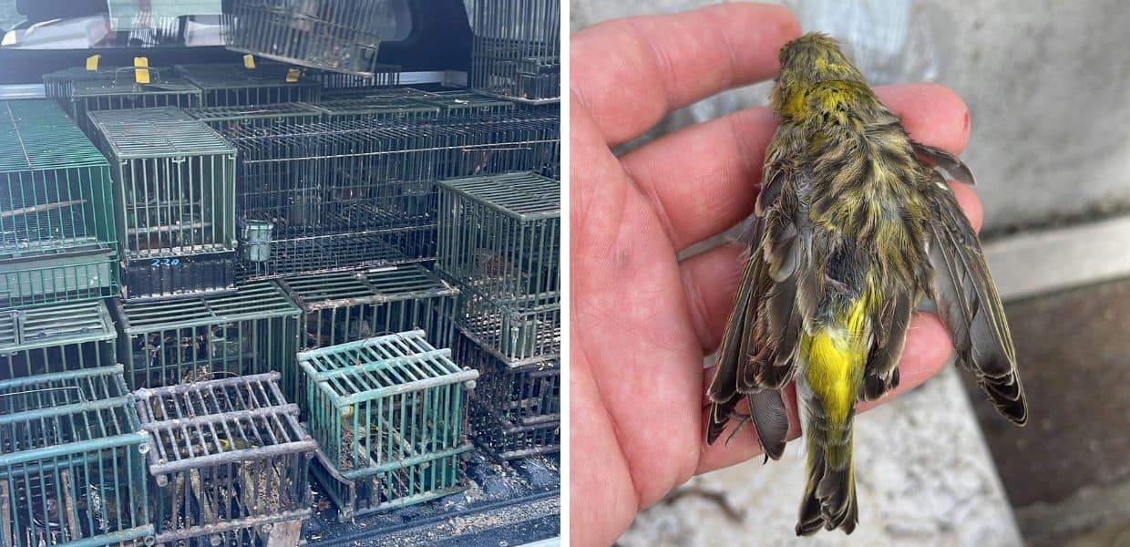 Animali, Operazione "Pettirosso 2022": 141 denunce e un arresto