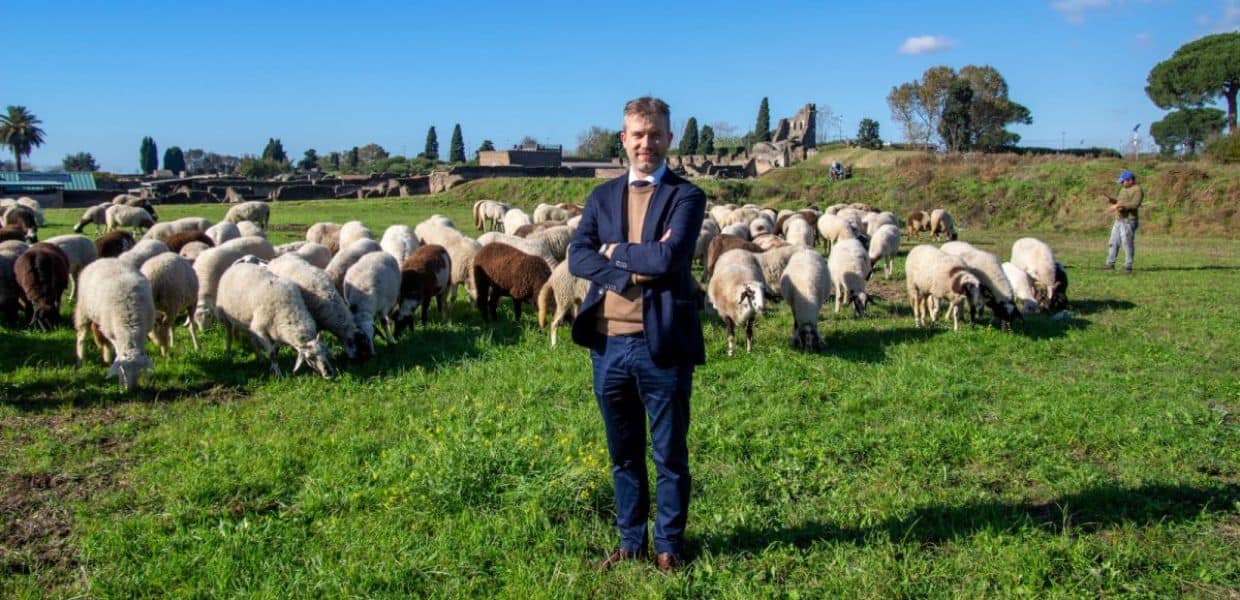 A Pompei le pecore curano gli spazi verdi tra gli Scavi